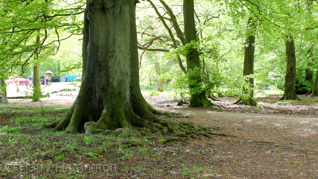 beech tree